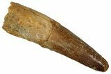 Fossil Spinosaurus Tooth - Real Dinosaur Tooth #354779-1